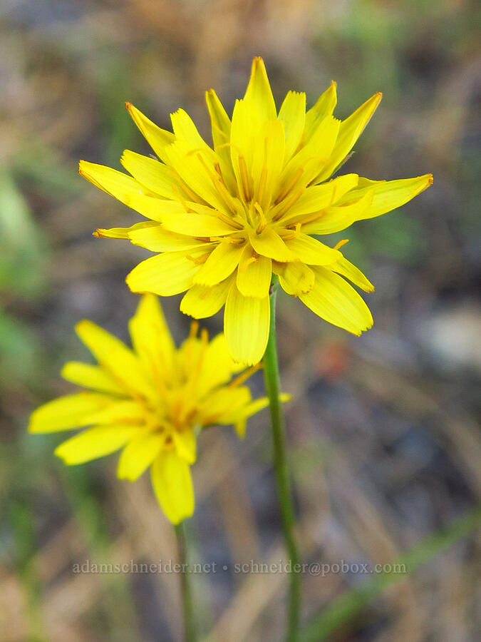 nodding microseris (Microseris nutans (Scorzonella nutans)) [Stein's Pillar Trail, Ochoco National Forest, Crook County, Oregon]