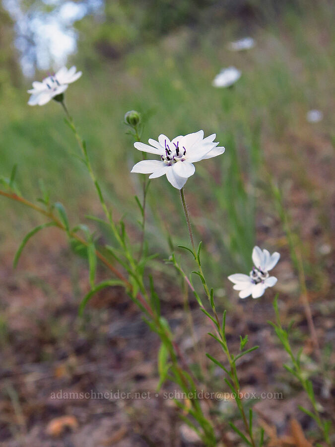 rough eyelash-weed (Blepharipappus scaber) [Stein's Pillar Trail, Ochoco National Forest, Crook County, Oregon]