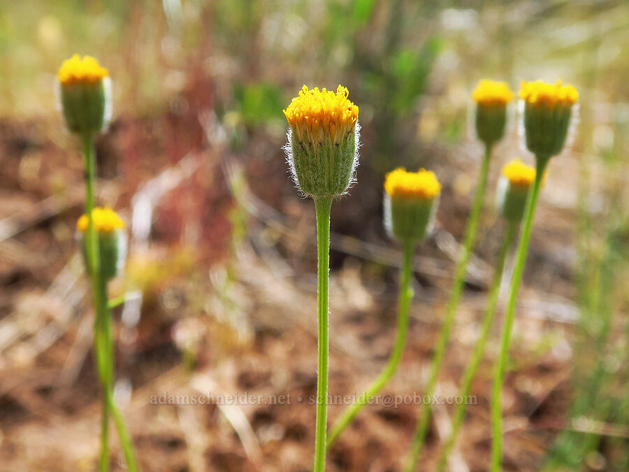 scabland fleabane (Erigeron bloomeri var. bloomeri) [Stein's Pillar Trail, Ochoco National Forest, Crook County, Oregon]