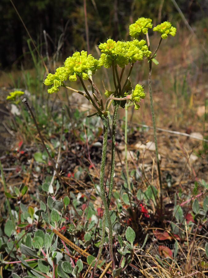 sulphur-flower buckwheat (Eriogonum umbellatum) [Stein's Pillar Trail, Ochoco National Forest, Crook County, Oregon]