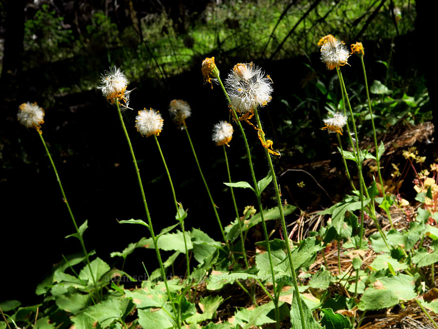 heart-leaf arnica, gone to seed (Arnica cordifolia) [Stein's Pillar Trail, Ochoco National Forest, Crook County, Oregon]