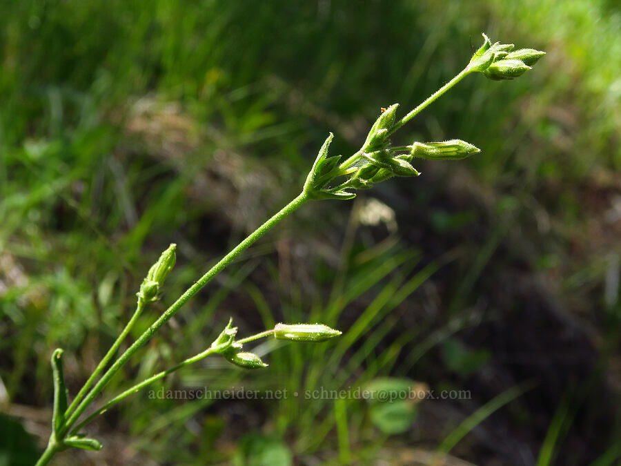 Douglas' catchfly, budding (Silene douglasii) [Stein's Pillar Trail, Ochoco National Forest, Crook County, Oregon]