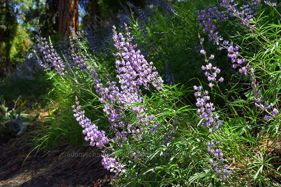 spurred lupines (Lupinus arbustus) [Stein's Pillar Trail, Ochoco National Forest, Crook County, Oregon]