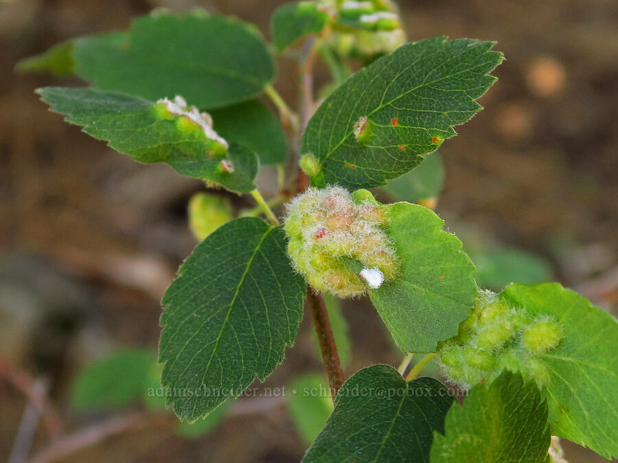 midge galls on snowberry leaves (Blaesodiplosis sp., Amelanchier alnifolia) [Stein's Pillar Trail, Ochoco National Forest, Crook County, Oregon]