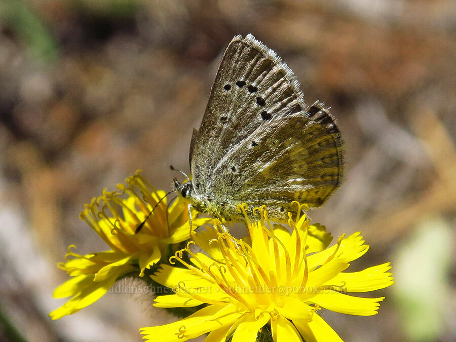 Boisduval's blue butterfly on hawksbeard (Icaricia icarioides (Plebejus icarioides)) [Stein's Pillar Trail, Ochoco National Forest, Crook County, Oregon]