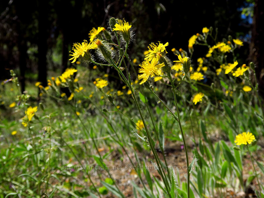 Scouler's hawkweed (Hieracium scouleri (Pilosella scouleri)) [Stein's Pillar Trail, Ochoco National Forest, Crook County, Oregon]