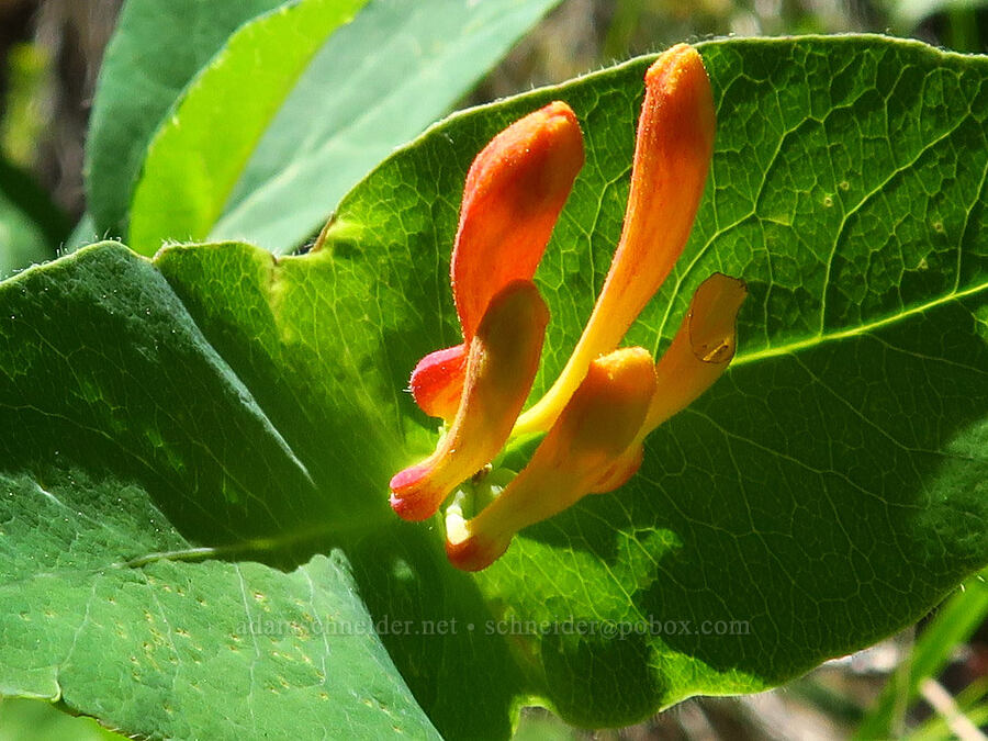 orange honeysuckle, budding (Lonicera ciliosa) [Stein's Pillar Trail, Ochoco National Forest, Crook County, Oregon]