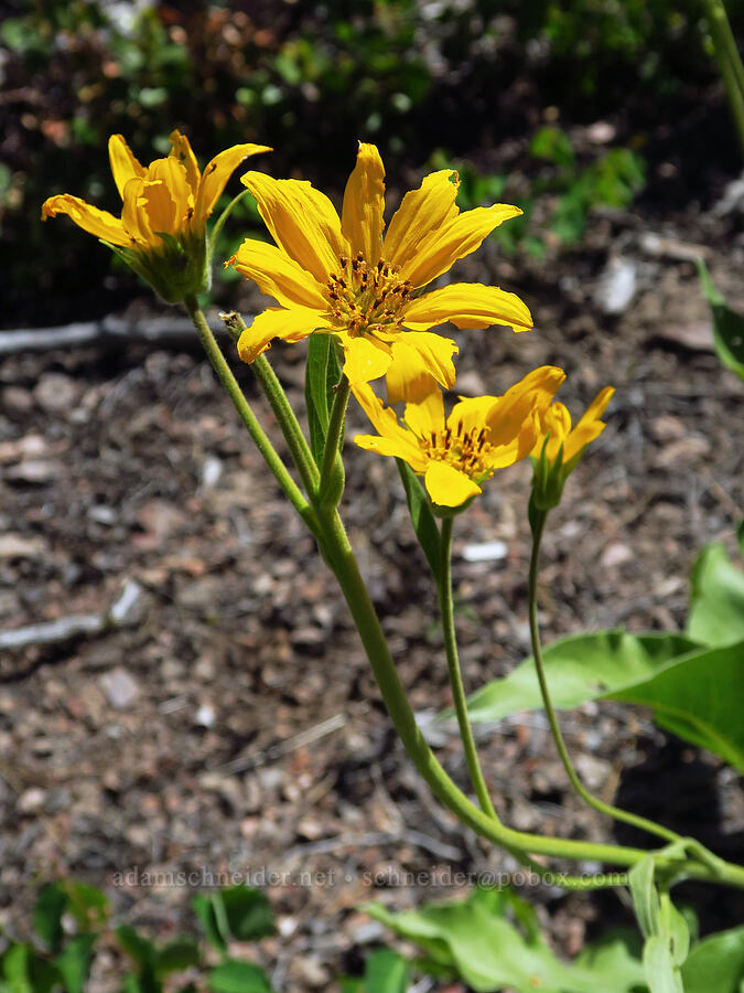 Carey's balsamroot (Balsamorhiza careyana) [Stein's Pillar Trail, Ochoco National Forest, Crook County, Oregon]