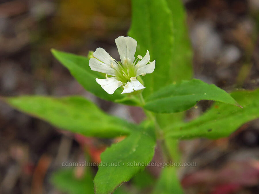 Menzies' catchfly (Silene menziesii) [Stein's Pillar Trail, Ochoco National Forest, Crook County, Oregon]