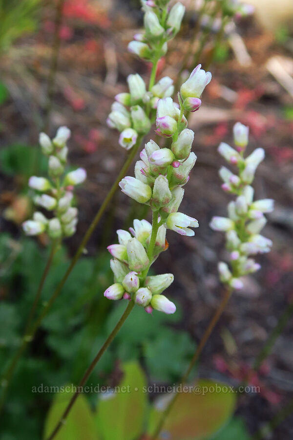 round-leaf alumroot (Heuchera cylindrica) [Stein's Pillar Trail, Ochoco National Forest, Crook County, Oregon]