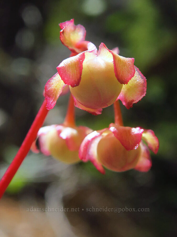 little pipsissewa, budding (Chimaphila menziesii) [Stein's Pillar Trail, Ochoco National Forest, Crook County, Oregon]