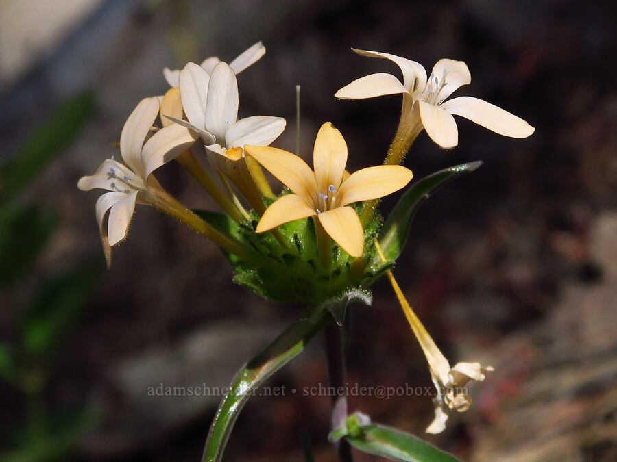 grand collomia (Collomia grandiflora) [Stein's Pillar Trail, Ochoco National Forest, Crook County, Oregon]