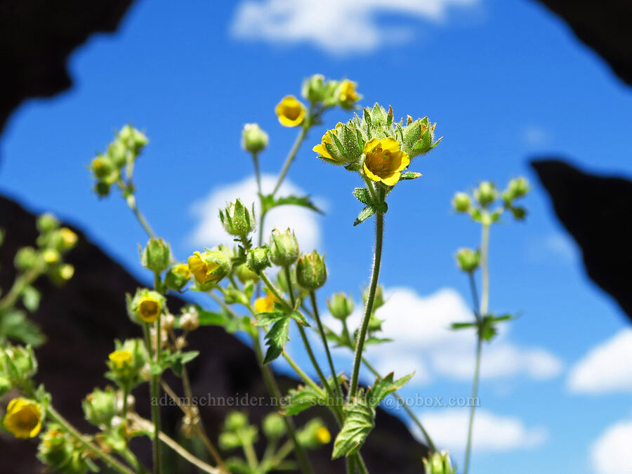 John Day cinquefoil (Drymocallis campanulata (Potentilla glandulosa var. campanulata)) [Stein's Pillar Trail, Ochoco National Forest, Crook County, Oregon]