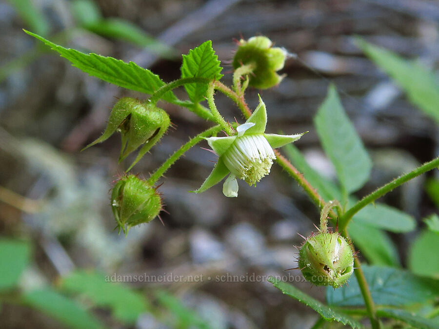 wild raspberry flowers (Rubus idaeus ssp. strigosus) [Stein's Pillar Trail, Ochoco National Forest, Crook County, Oregon]