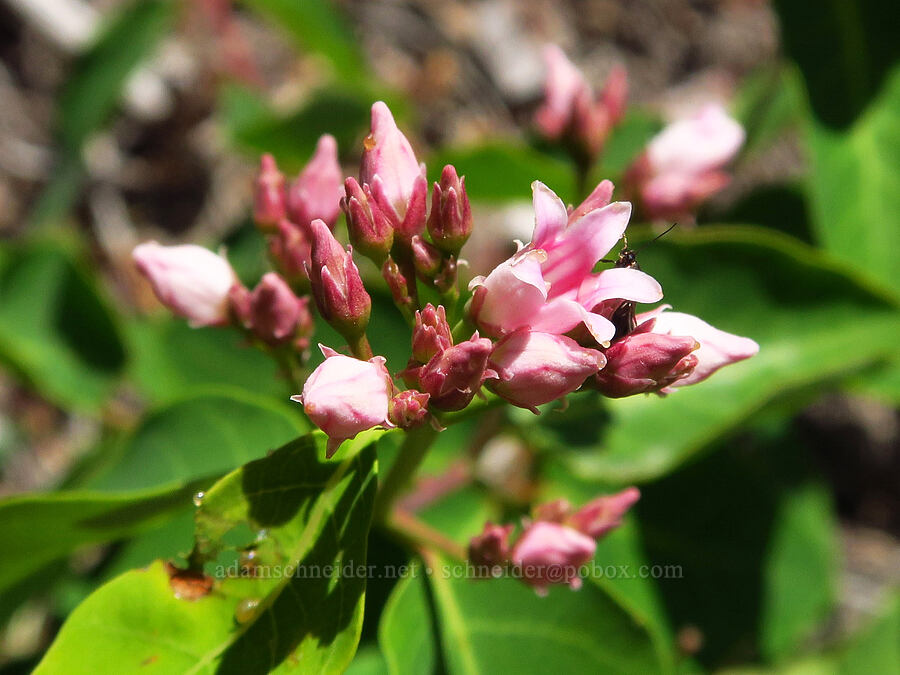 spreading dogbane (Apocynum androsaemifolium) [Stein's Pillar Trail, Ochoco National Forest, Crook County, Oregon]