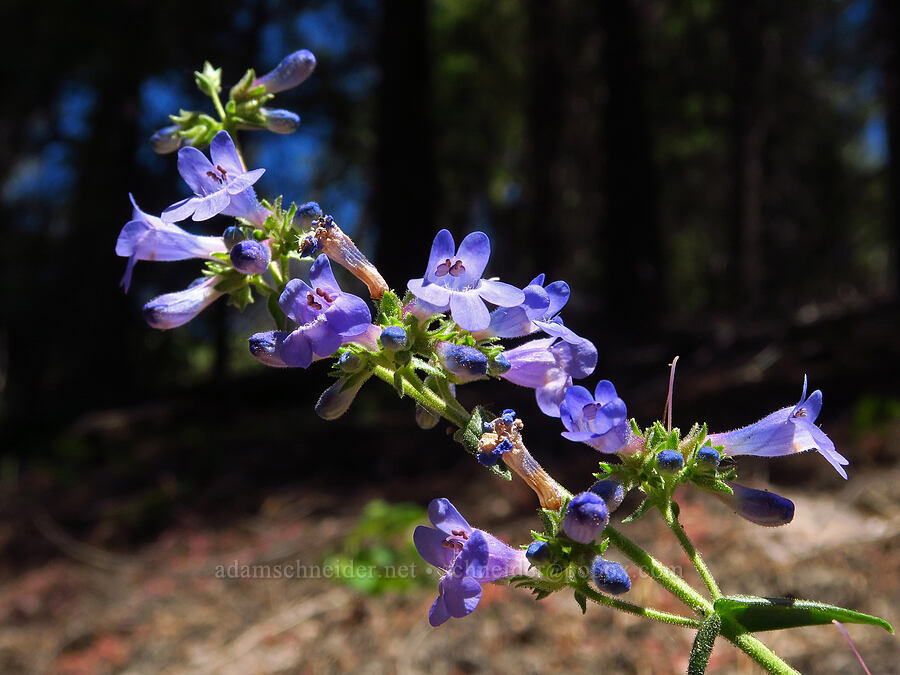 lowly penstemon (Penstemon humilis) [Stein's Pillar Trail, Ochoco National Forest, Crook County, Oregon]