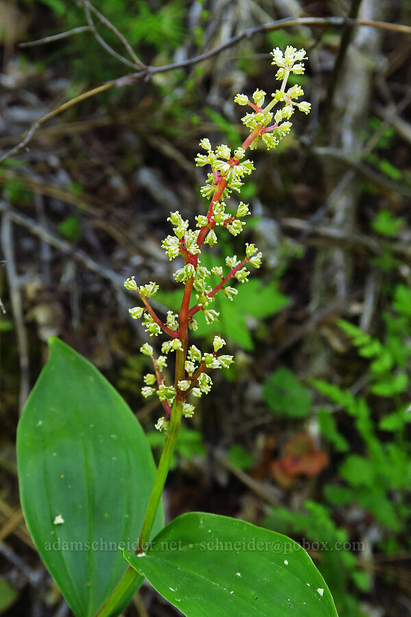 feathery false Solomon's-seal, going to seed (Maianthemum racemosum ssp. amplexicaule (Smilacina racemosa)) [Stein's Pillar Trail, Ochoco National Forest, Crook County, Oregon]