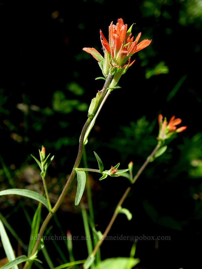 scarlet paintbrush (Castilleja miniata) [Stein's Pillar Trail, Ochoco National Forest, Crook County, Oregon]