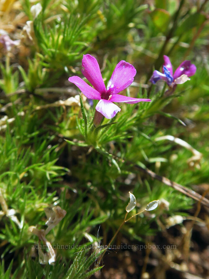 Douglas' phlox (Phlox douglasii (Phlox caespitosa)) [Stein's Pillar Trail, Ochoco National Forest, Crook County, Oregon]