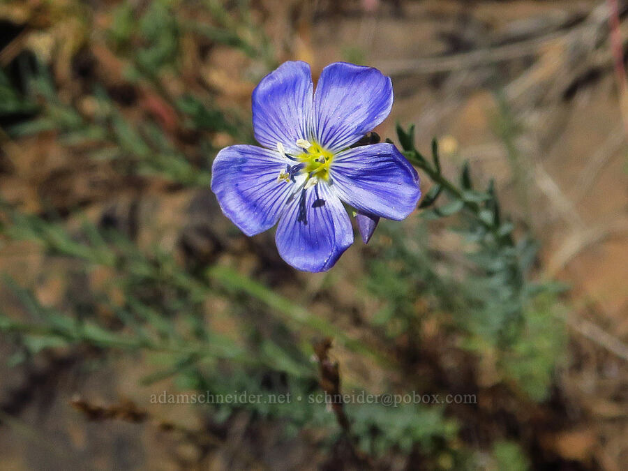 blue flax (Linum lewisii (Linum perenne var. lewisii)) [Stein's Pillar Trail, Ochoco National Forest, Crook County, Oregon]