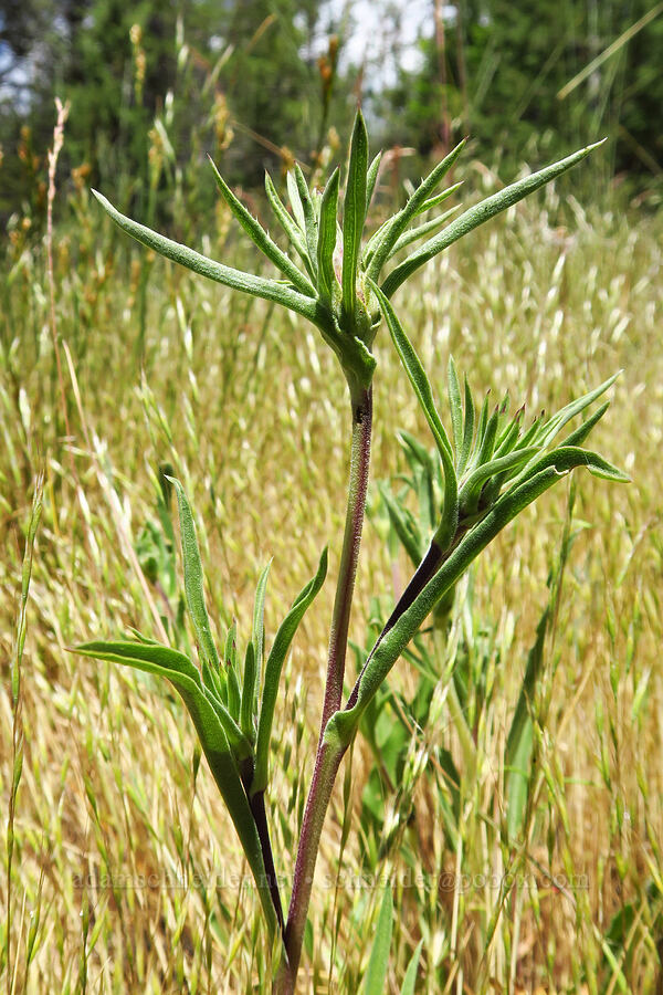 large-flower goldenweed, budding (Pyrrocoma carthamoides (Haplopappus carthamoides)) [Stein's Pillar Trail, Ochoco National Forest, Crook County, Oregon]