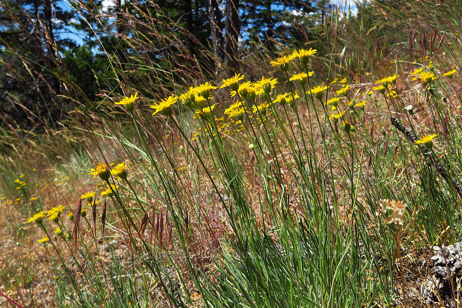 desert yellow daisies/fleabane (Erigeron linearis) [Stein's Pillar Trail, Ochoco National Forest, Crook County, Oregon]