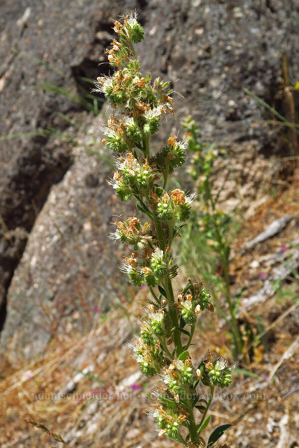 virgate phacelia (Phacelia heterophylla ssp. virgata) [Stein's Pillar Trail, Ochoco National Forest, Crook County, Oregon]