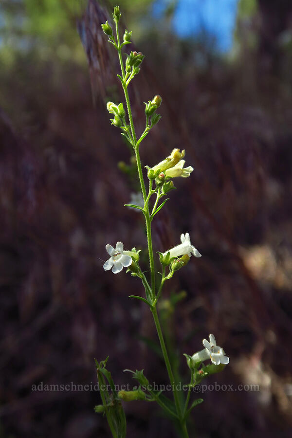 hot rock penstemon (Penstemon deustus) [Stein's Pillar Trail, Ochoco National Forest, Crook County, Oregon]