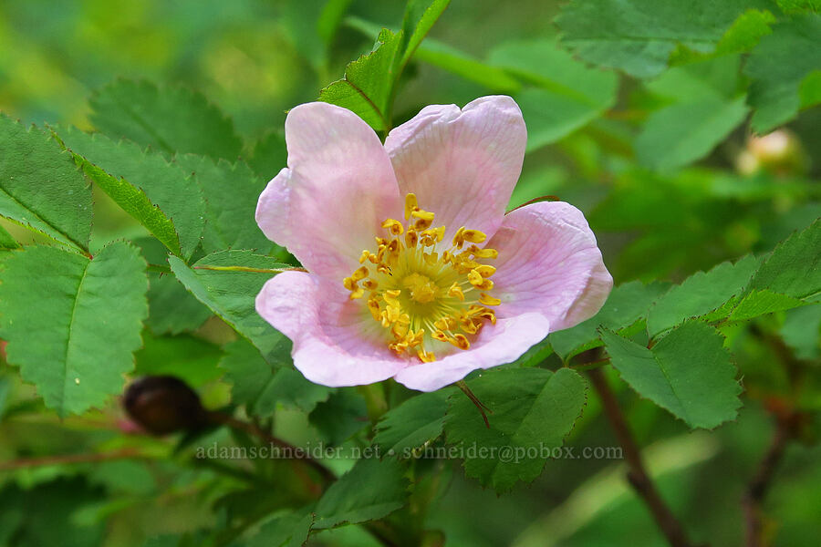 bald-hip rose (Rosa gymnocarpa) [Stein's Pillar Trail, Ochoco National Forest, Crook County, Oregon]