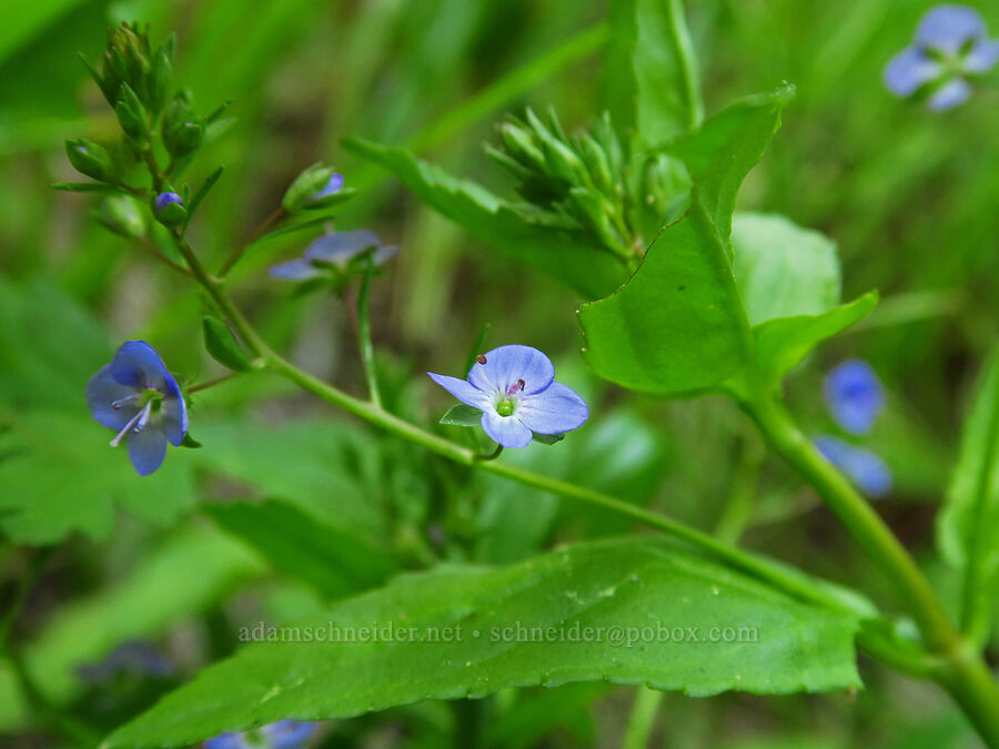 American speedwell (Veronica americana) [Stein's Pillar Trail, Ochoco National Forest, Crook County, Oregon]