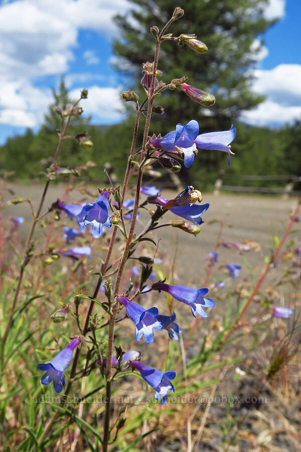 Roezl's penstemon (Penstemon roezlii (Penstemon laetus ssp. roezlii)) [Stein's Pillar Viewpoint, Ochoco National Forest, Crook County, Oregon]