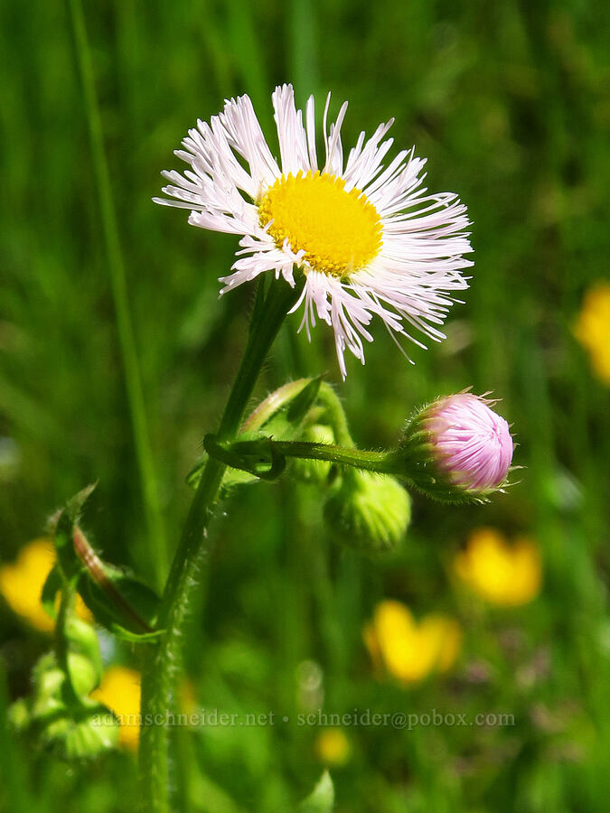 Philadelphia fleabane (Erigeron philadelphicus) [Forest Road 33, Ochoco National Forest, Crook County, Oregon]