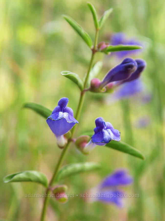 narrow-leaf skullcap (Scutellaria angustifolia) [Forest Road 33, Ochoco National Forest, Crook County, Oregon]