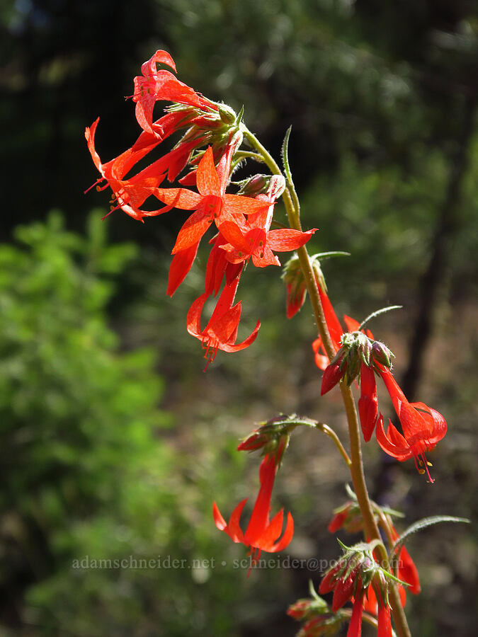 scarlet gilia (Ipomopsis aggregata) [Forest Road 33, Ochoco National Forest, Crook County, Oregon]