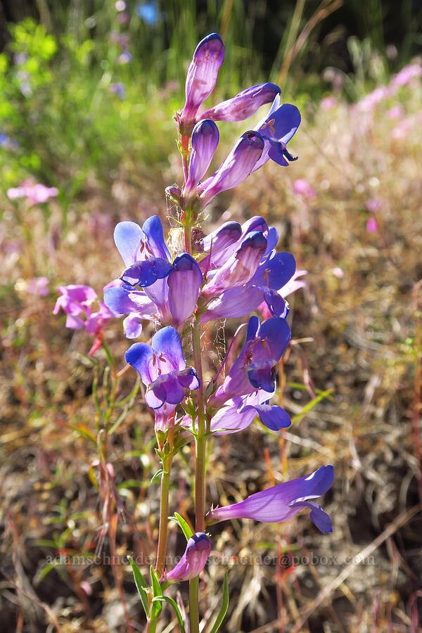 showy penstemon (Penstemon speciosus) [Forest Road 33, Ochoco National Forest, Crook County, Oregon]