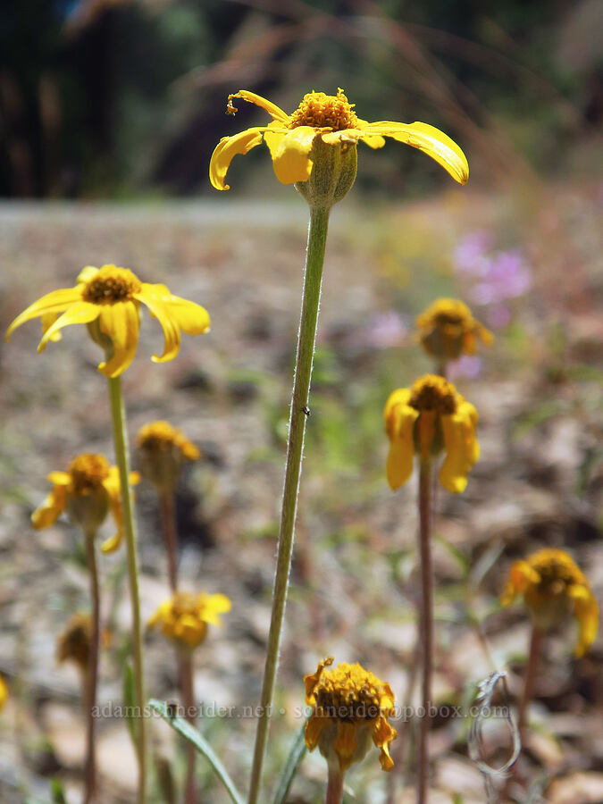 Oregon sunshine (Eriophyllum lanatum) [Forest Road 33, Ochoco National Forest, Crook County, Oregon]