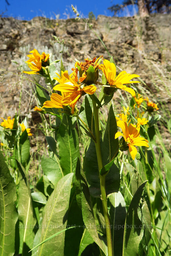 northern mule's-ears (Wyethia amplexicaulis) [Forest Road 33, Ochoco National Forest, Crook County, Oregon]