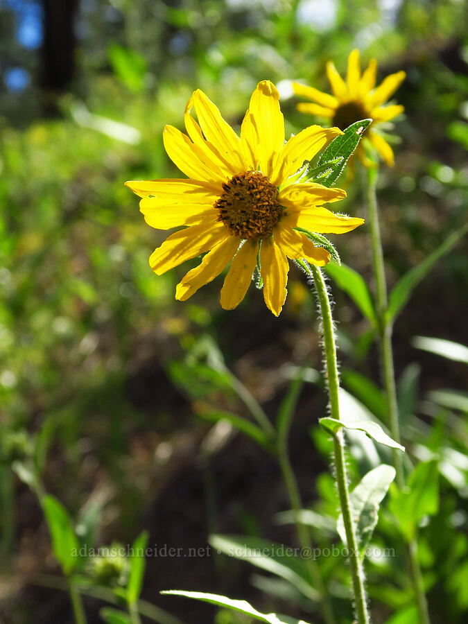 Douglas' sunflower (Helianthella uniflora var. douglasii) [Forest Road 33, Ochoco National Forest, Crook County, Oregon]