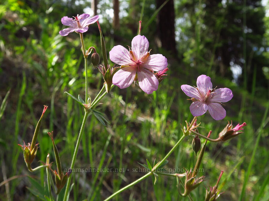 sticky geranium (Geranium viscosissimum) [Forest Road 33, Ochoco National Forest, Crook County, Oregon]