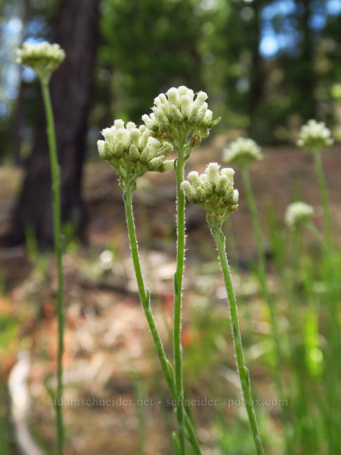 wood-rush pussy-toes (Antennaria luzuloides) [Forest Road 33, Ochoco National Forest, Crook County, Oregon]