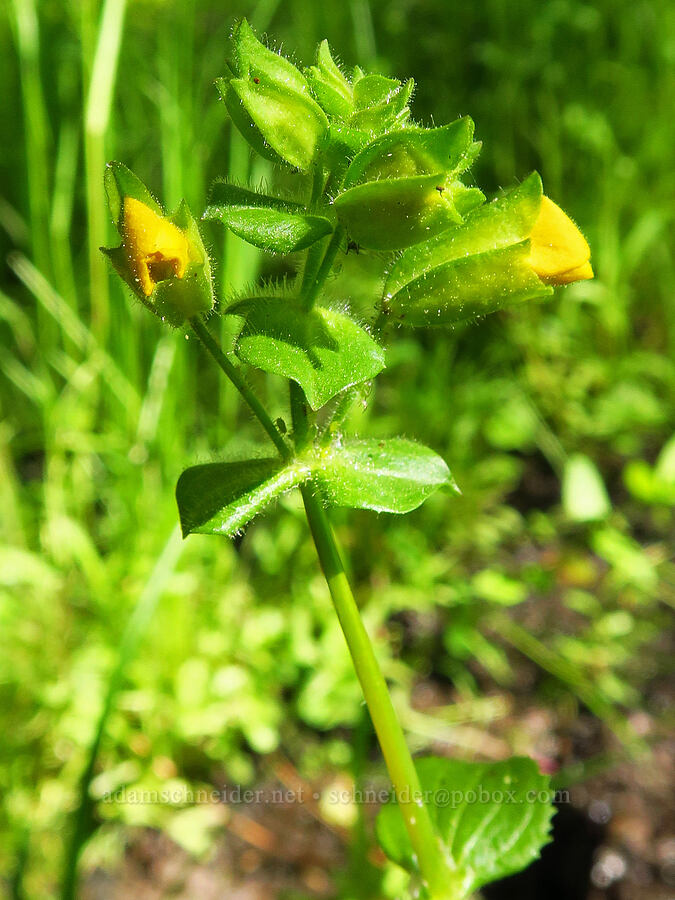 monkeyflower (Erythranthe sp. (Mimulus sp.)) [Forest Road 33, Ochoco National Forest, Crook County, Oregon]