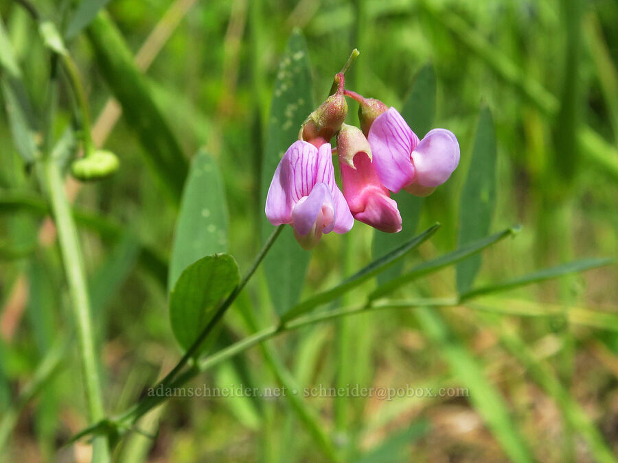 Lanszwert's pea-vine (Lathyrus lanszwertii) [Forest Road 33, Ochoco National Forest, Crook County, Oregon]