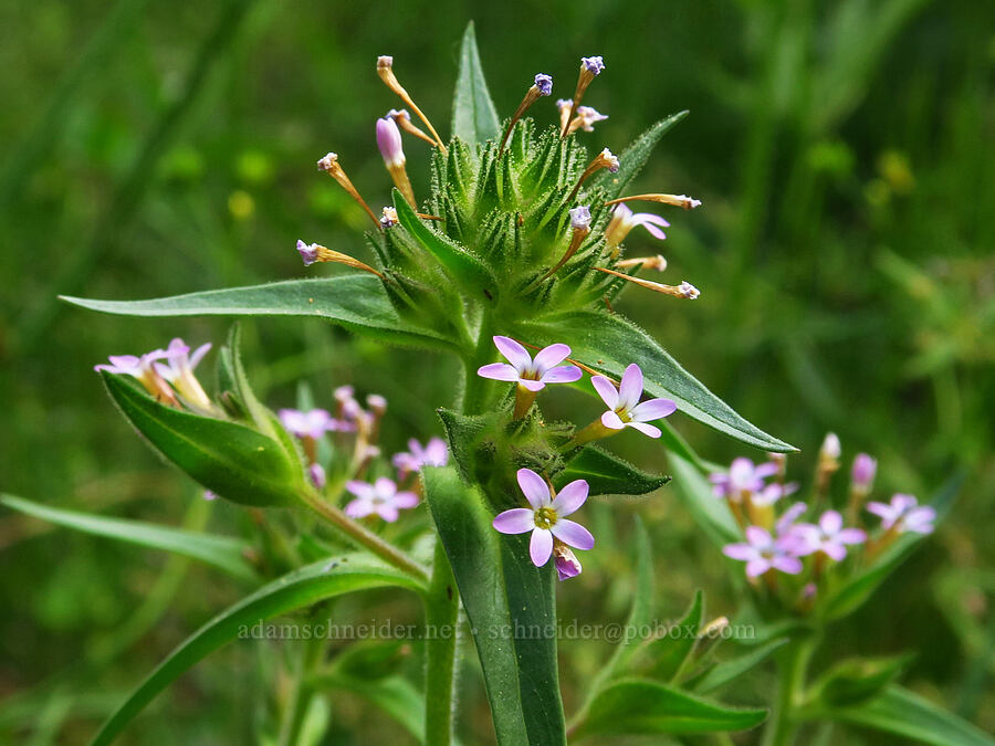 narrow-leaf collomia (Collomia linearis) [Forest Road 3320, Ochoco National Forest, Crook County, Oregon]