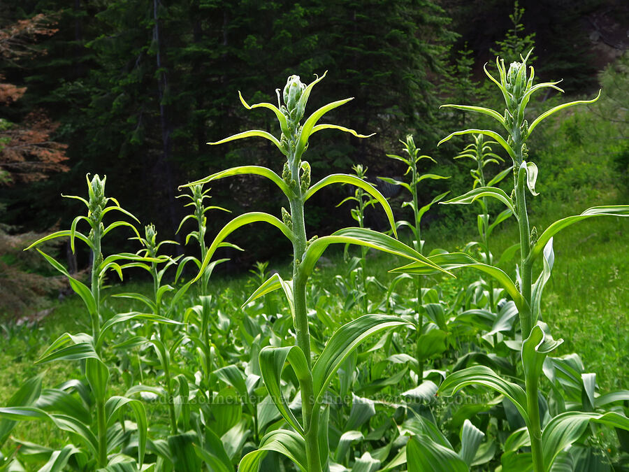 California corn lilies, budding (Veratrum californicum) [Forest Road 3320, Ochoco National Forest, Crook County, Oregon]