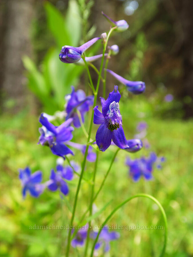 upland larkspur (Delphinium nuttallianum) [Forest Road 3320, Ochoco National Forest, Crook County, Oregon]