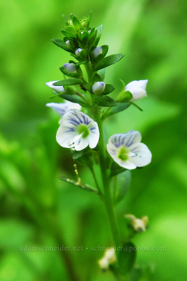 thyme-leaf speedwell (Veronica serpyllifolia ssp. humifusa) [Forest Road 3320, Ochoco National Forest, Crook County, Oregon]