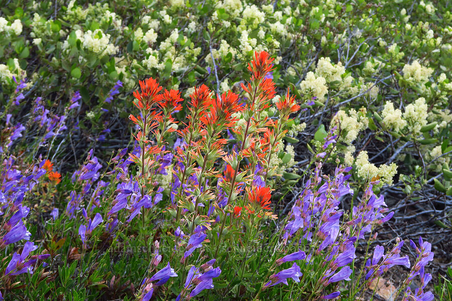 wildflowers (Castilleja sp., Penstemon fruticosus, Ceanothus velutinus) [Forest Road 3320, Ochoco National Forest, Crook County, Oregon]