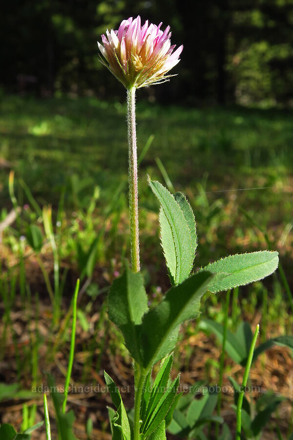 long-stalk clover (Trifolium longipes) [Trail Meadow, Ochoco National Forest, Crook County, Oregon]