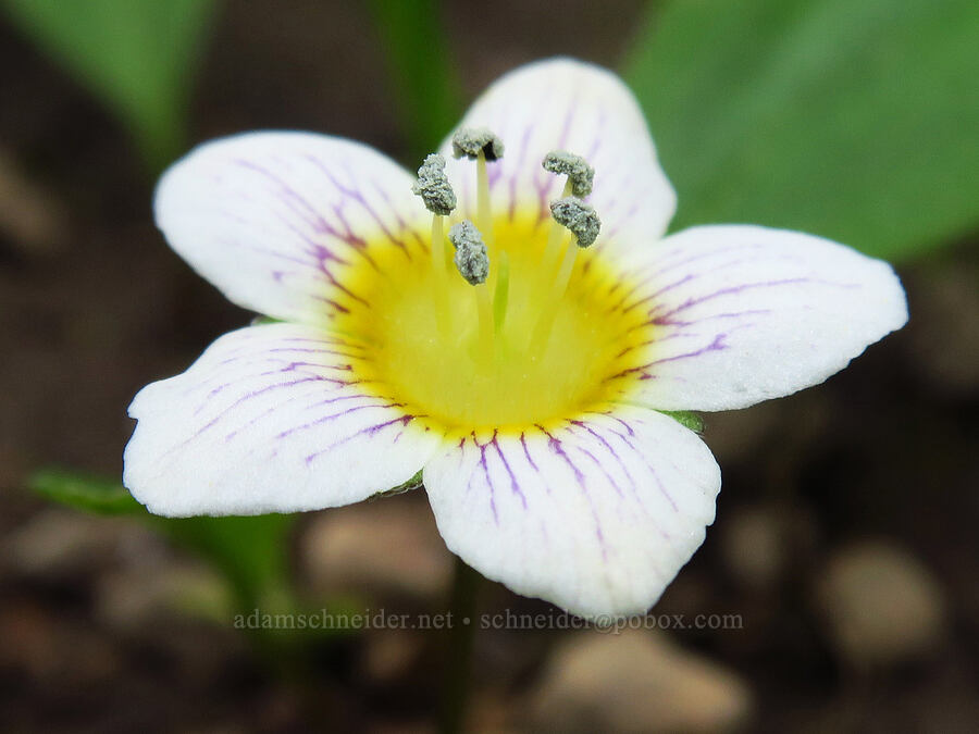 dwarf hesperochiron (Hesperochiron pumilus) [Trail Meadow, Ochoco National Forest, Crook County, Oregon]