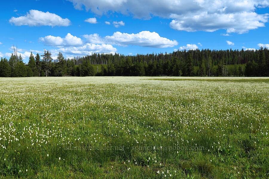 meadow full of western bistort (Bistorta bistortoides (Polygonum bistortoides)) [Trail Meadow, Mill Creek Wilderness, Crook County, Oregon]